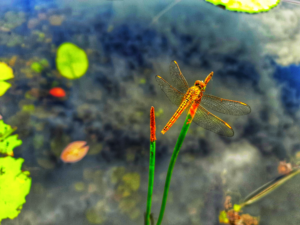 Photo 2: "Dragonfly" by Devindi Wijekoon